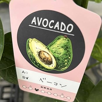 Amazon.co.jp: アボカド苗 ベーコン品種 接ぎ木苗 Bタイプ, 豊橋長瀬町